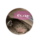 こまめさん②（個別スタンプ：7）