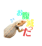 シンバの愉快な家族（個別スタンプ：6）