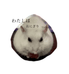 うちのかわいい、こつぶちゃん（個別スタンプ：4）