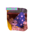 うちのかわいい、こつぶちゃん（個別スタンプ：7）