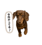ころじいさん2（個別スタンプ：7）