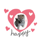 柴犬 らん♪（個別スタンプ：2）