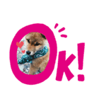柴犬 らん♪（個別スタンプ：4）