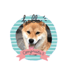 柴犬 らん♪（個別スタンプ：6）
