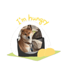 柴犬 らん♪（個別スタンプ：7）
