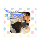 柴犬 らん♪（個別スタンプ：8）