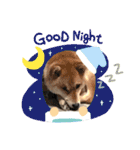 柴犬 らん♪（個別スタンプ：10）
