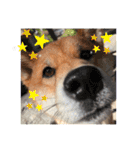 柴犬 らん♪（個別スタンプ：11）