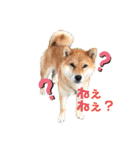 柴犬 らん♪（個別スタンプ：14）