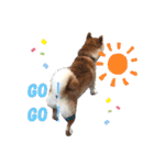柴犬 らん♪（個別スタンプ：15）