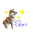 柴犬 らん♪（個別スタンプ：16）