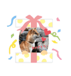 柴犬 らん♪（個別スタンプ：18）