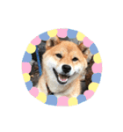 柴犬 らん♪（個別スタンプ：19）