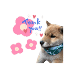 柴犬 らん♪（個別スタンプ：21）