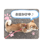 柴犬 らん♪（個別スタンプ：22）