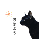黒猫と白猫（個別スタンプ：1）