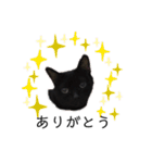 黒猫と白猫（個別スタンプ：5）