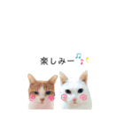 黒猫と白猫（個別スタンプ：6）