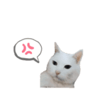 黒猫と白猫（個別スタンプ：10）