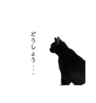 黒猫と白猫（個別スタンプ：11）