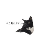 黒猫と白猫（個別スタンプ：12）