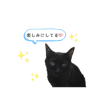 黒猫と白猫（個別スタンプ：13）