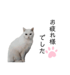 黒猫と白猫（個別スタンプ：14）