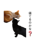 黒猫と白猫（個別スタンプ：23）