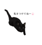 黒猫と白猫（個別スタンプ：25）