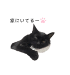 黒猫と白猫（個別スタンプ：27）