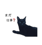 黒猫と白猫（個別スタンプ：28）