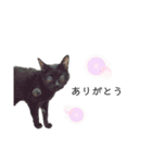黒猫と白猫（個別スタンプ：30）