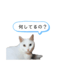 黒猫と白猫（個別スタンプ：31）