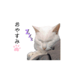 黒猫と白猫（個別スタンプ：32）