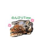 今日も元気なバモたん（個別スタンプ：5）