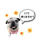 パグのふーちゃんスタンプ（個別スタンプ：1）