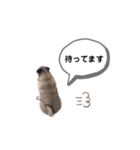 パグのふーちゃんスタンプ（個別スタンプ：2）