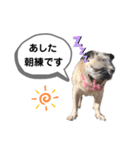 パグのふーちゃんスタンプ（個別スタンプ：4）