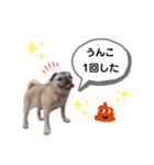 パグのふーちゃんスタンプ（個別スタンプ：6）