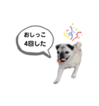 パグのふーちゃんスタンプ（個別スタンプ：7）