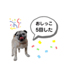 パグのふーちゃんスタンプ（個別スタンプ：8）
