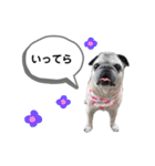 パグのふーちゃんスタンプ（個別スタンプ：12）