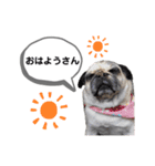 パグのふーちゃんスタンプ（個別スタンプ：14）