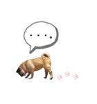 パグのふーちゃんスタンプ（個別スタンプ：15）