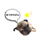 パグのふーちゃんスタンプ（個別スタンプ：16）