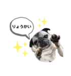パグのふーちゃんスタンプ（個別スタンプ：17）