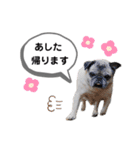 パグのふーちゃんスタンプ（個別スタンプ：18）