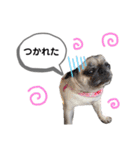 パグのふーちゃんスタンプ（個別スタンプ：19）