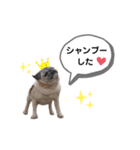 パグのふーちゃんスタンプ（個別スタンプ：20）
