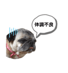 パグのふーちゃんスタンプ（個別スタンプ：21）